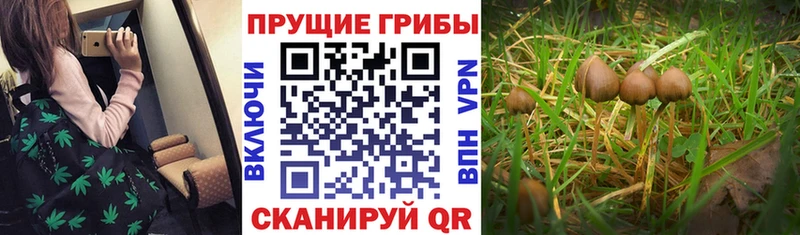 Псилоцибиновые грибы Magic Shrooms  Яхрома 